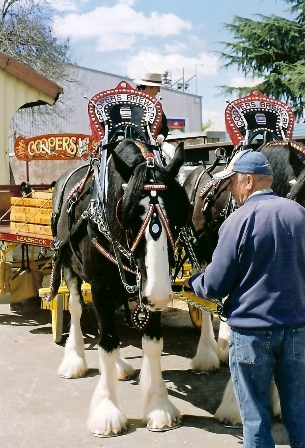 Draught Pair Show Harness