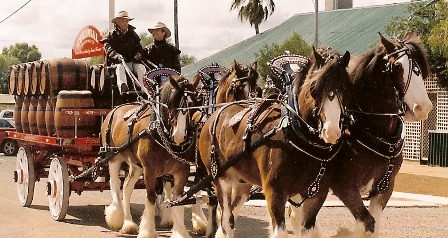 Draught four-horse team show harness
